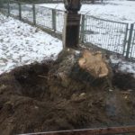 wyrywaniu i wykopywaniu korzeni drzew